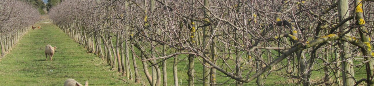 Groupe échanges arboriculture chez Yann SYMZAK 11 02 2014 031