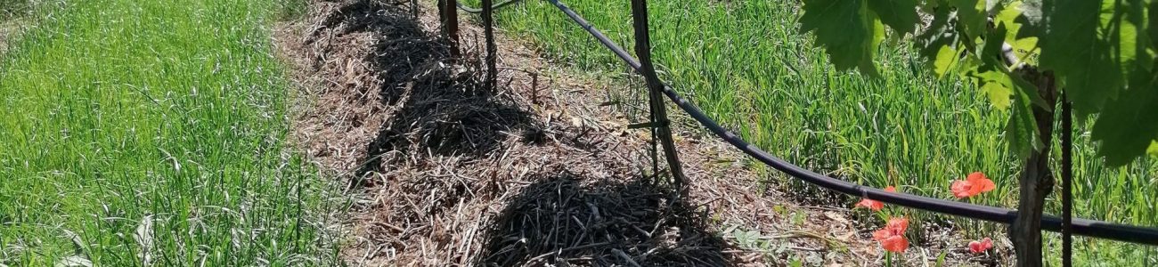 idem sous vigne de table