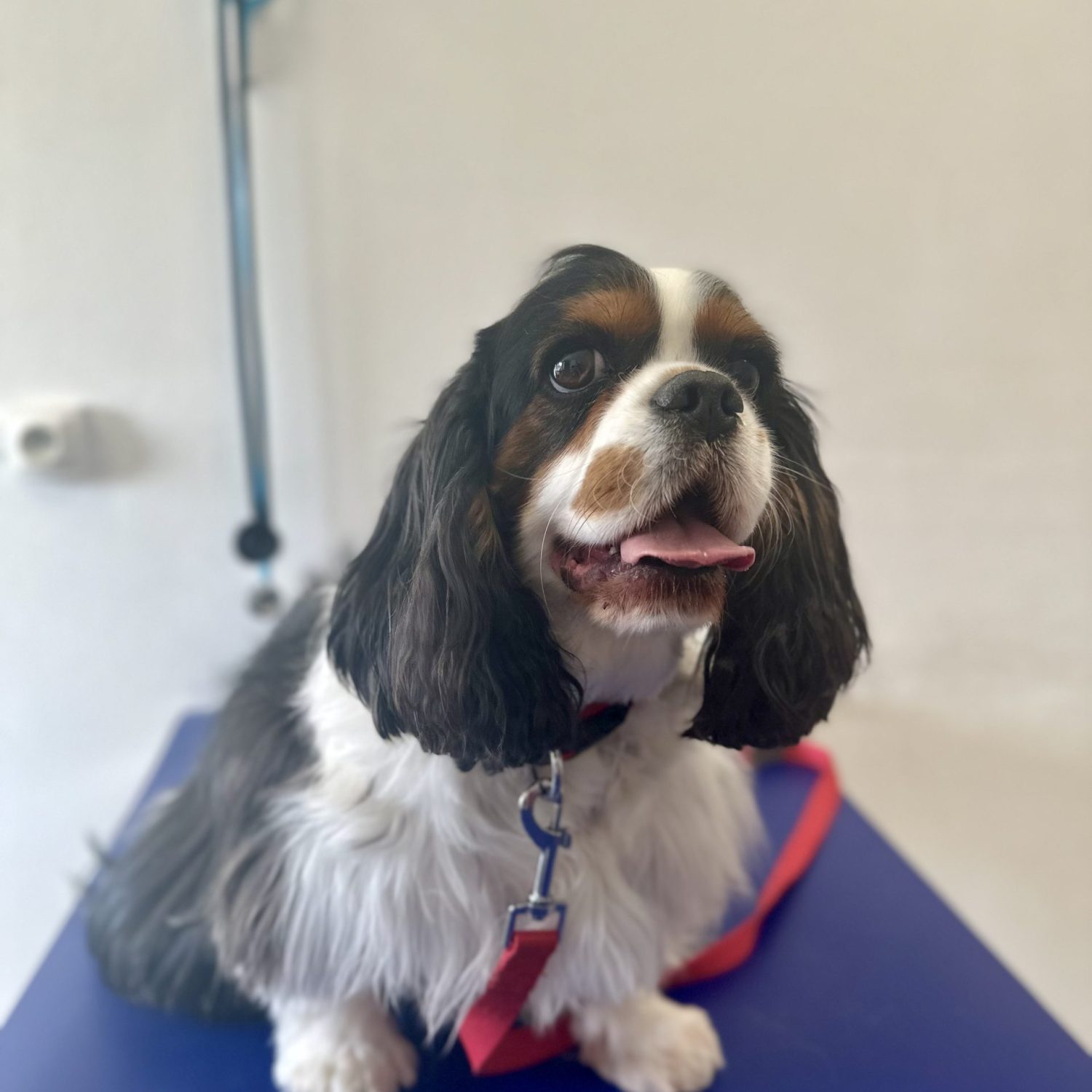 Cavalier King Charles