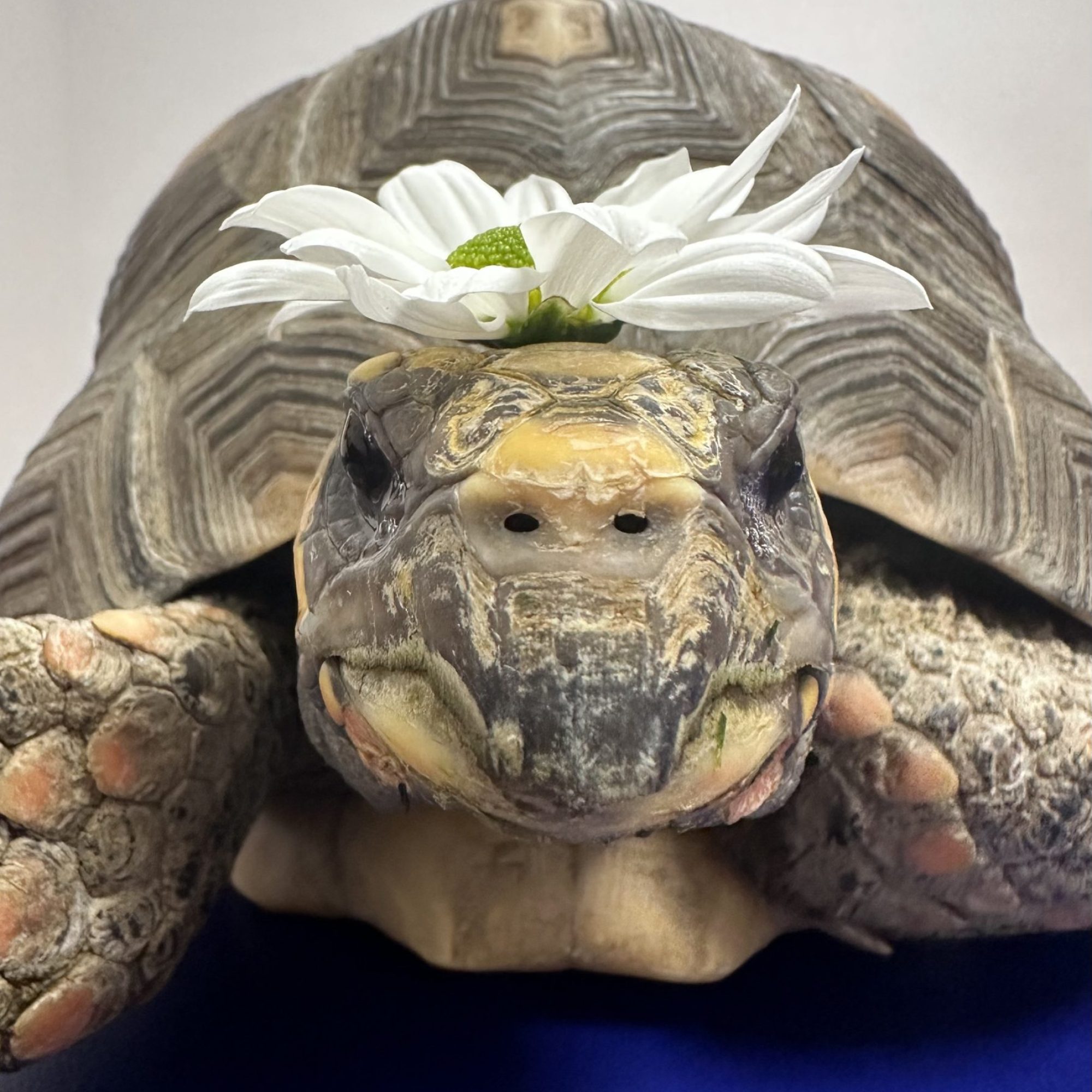 Tortue charbonnière 2